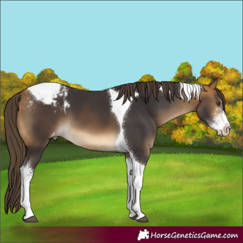 Horse Color:Buckskin Sabino Tobiano Appaloosa