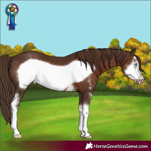 Horse Color:Liver Chestnut Sabino Frame 