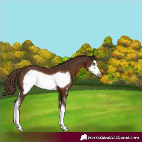 Horse Color:Liver Chestnut Sabino Frame 