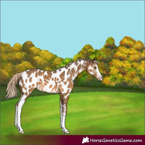 Horse Color:Chocolate Palomino Sabino Appaloosa 