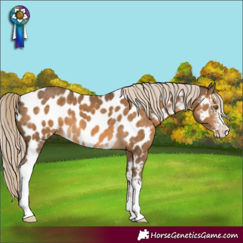 Horse Color:Chocolate Palomino Sabino Near Leopard 