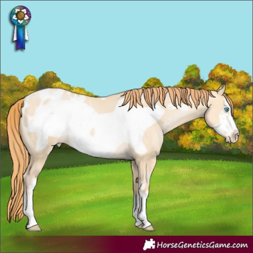 Horse Color:Buckskin Pearl Dun Sabino Frame Appaloosa