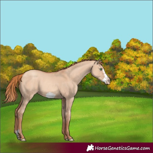 Horse Color:Gold Champagne Dun Sabino Frame