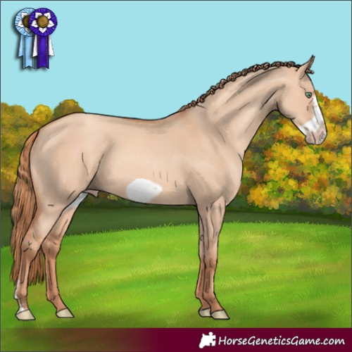 Horse Color:Gold Champagne Dun Sabino Frame 