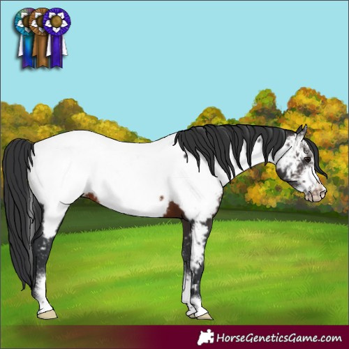 Horse Color:Brown Sabino Frame Appaloosa 