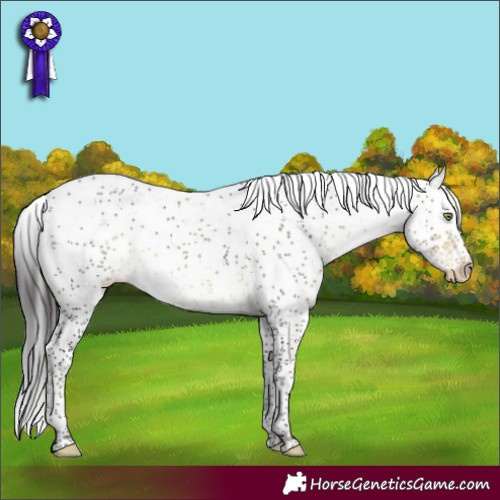 Horse Color:Buckskin Sabino Varnish Rabicano 