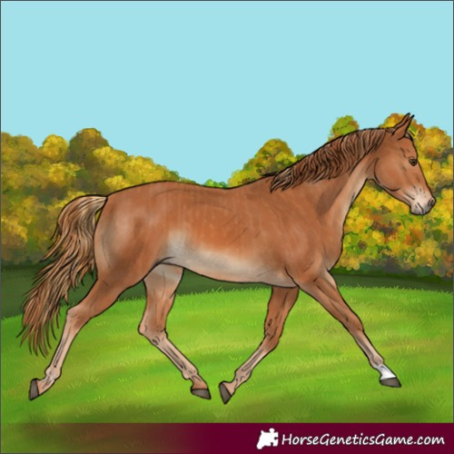 Horse Color:Chestnut  and Chestnut 
