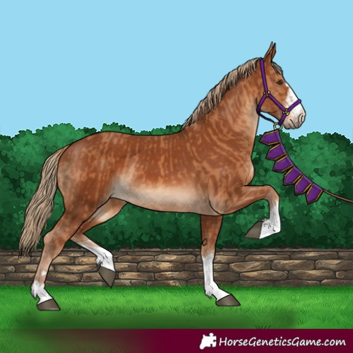Horse Color:Chestnut and Chestnut