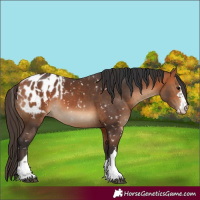 Horse Color:Bay Appaloosa  and Bay Appaloosa 