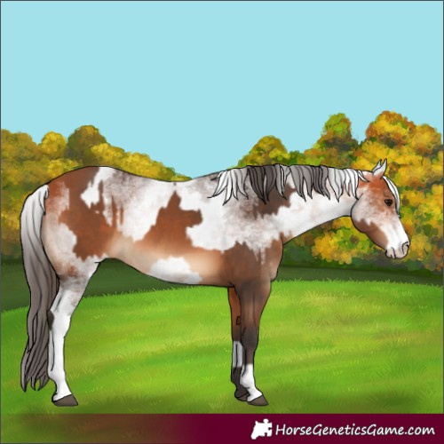 Horse Color:Bay  and White Spotted Bay 