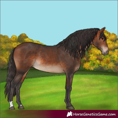 Horse Color:Bay  and Bay Rabicano 