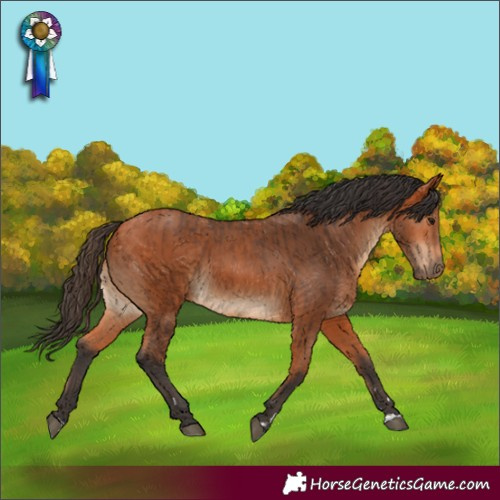 Horse Color:Bay and Bay