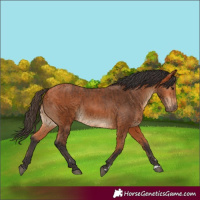 Horse Color:Bay and Bay