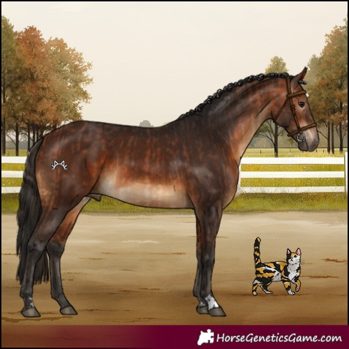 Horse Color:Bay and Gray Bay