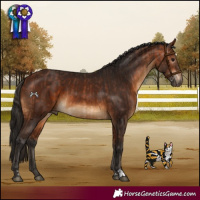 Horse Color:Bay and Gray Bay