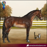 Horse Color:Bay and Gray Bay