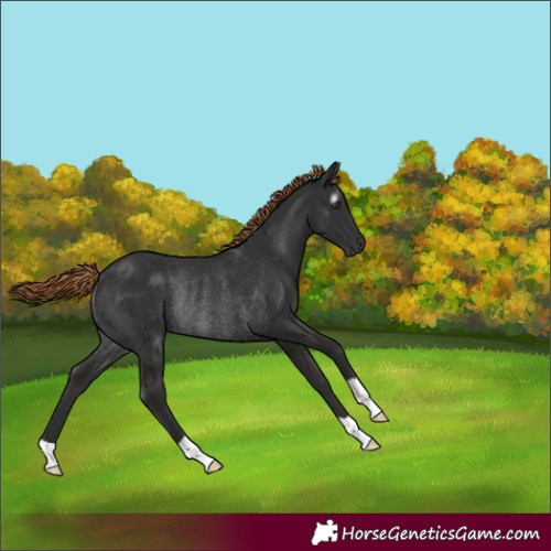 Horse Color:Gray Liver Chestnut Rabicano 
