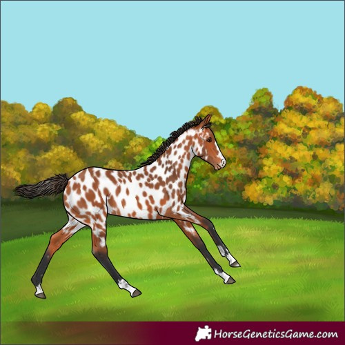 Horse Color:Bay Appaloosa