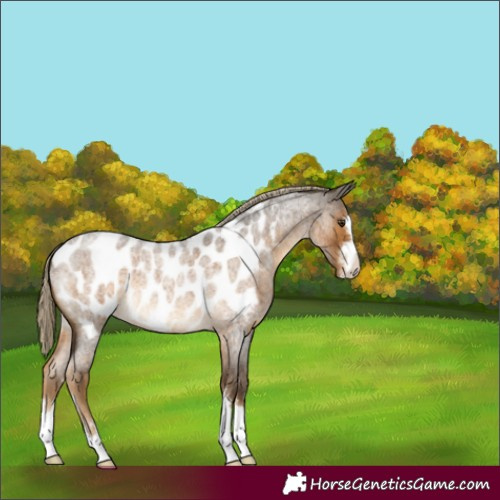 Horse Color:Chocolate Palomino Roan Appaloosa 