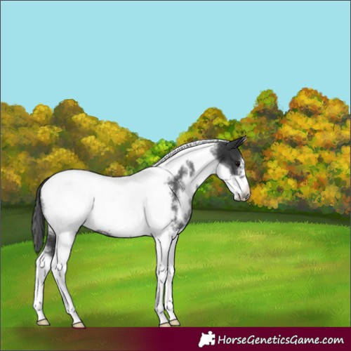 Horse Color:White Spotted Black Tobiano Frame Rabicano