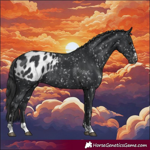 Horse Color:Black Appaloosa Rabicano 