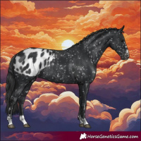 Horse Color:Black Appaloosa Rabicano