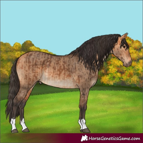 Horse Color:Bay and Bay Dun