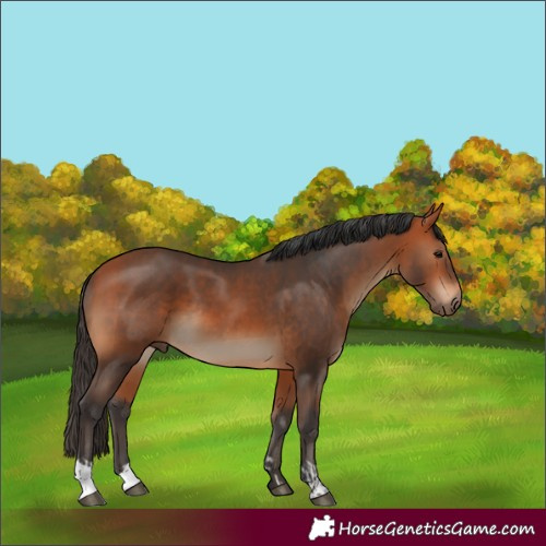 Horse Color:Bay and Bay