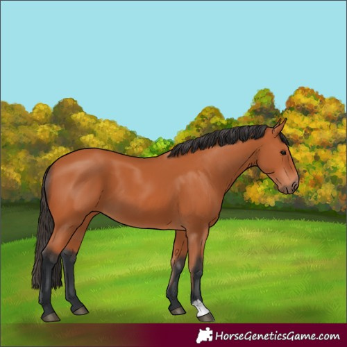 Horse Color:Bay 