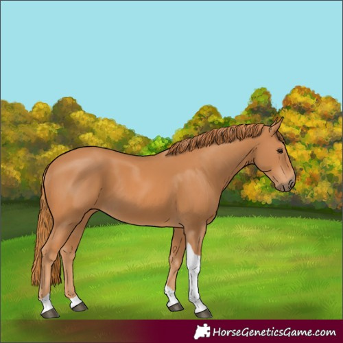 Horse Color:Chestnut Tobiano Rabicano