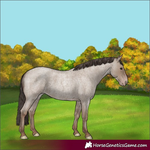 Horse Color:Classic Champagne Roan