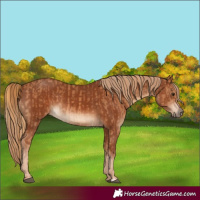 Horse Color:Chestnut and Chestnut