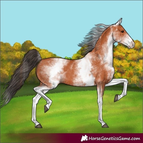 Horse Color:White Spotted Bay 