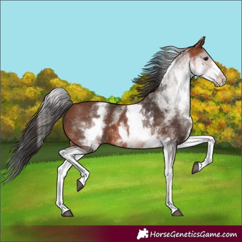 Horse Color:White Spotted Bay 