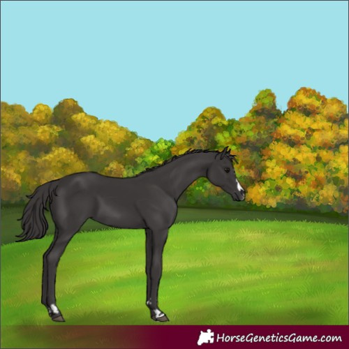 Horse Color:Smoky Black 