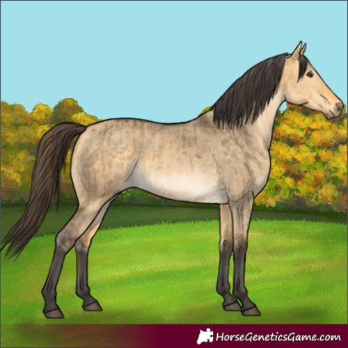 Horse Color:Buckskin Dun and Buckskin Dun