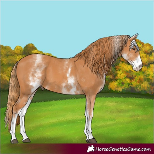 Horse Color:White Spotted Chestnut