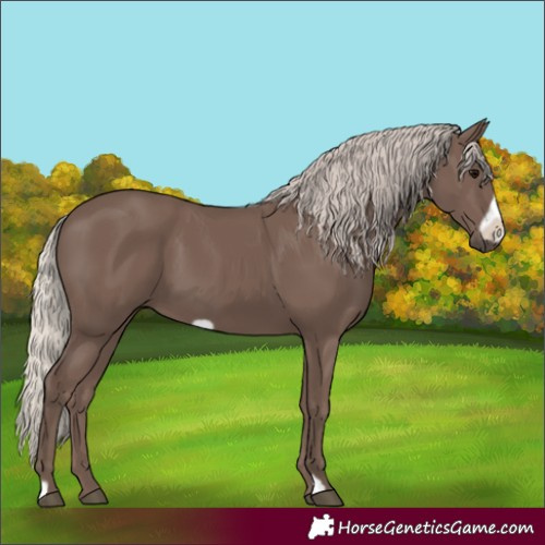 Horse Color:Silver Black Frame 