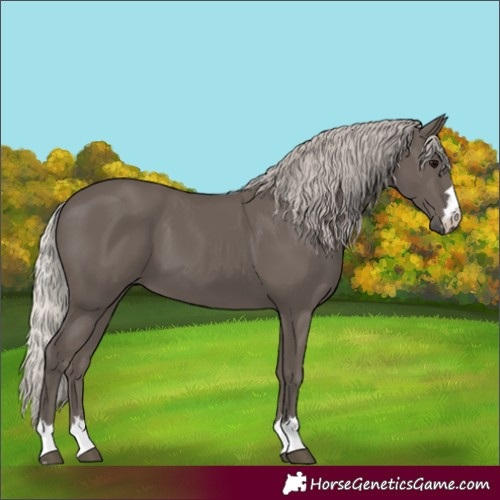 Horse Color:Silver Black