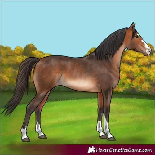 Horse Color:Bay  and Bay Rabicano 