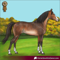 Horse Color:Bay and Bay Rabicano