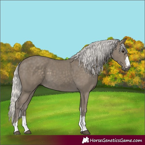 Horse Color:Silver Smoky Black 