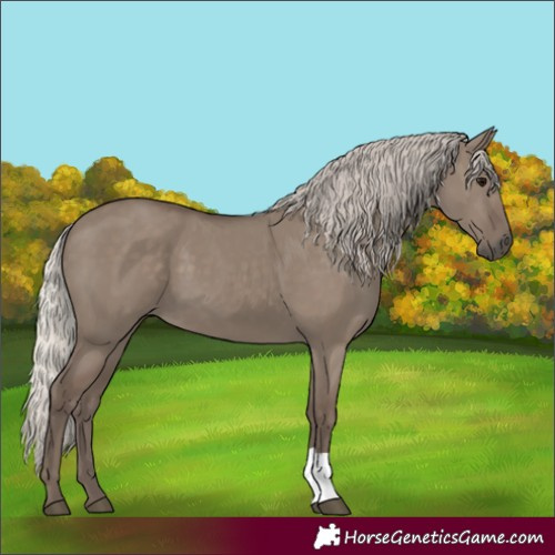 Horse Color:Silver Grullo 