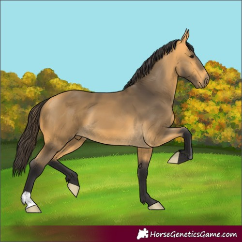 Horse Color:Buckskin 