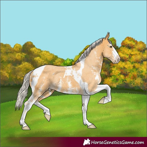 Horse Color:Silver Buckskin Sabino Tobiano Rabicano