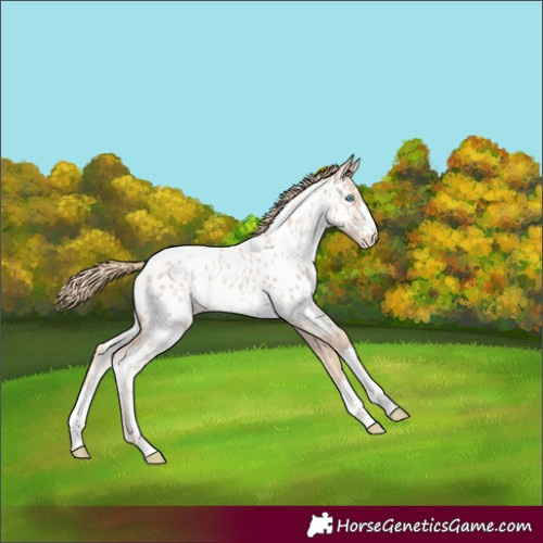 Horse Color:Perlino Appaloosa