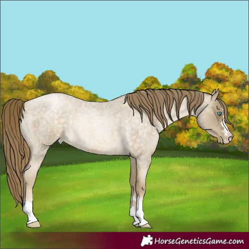 Horse Color:Buckskin Roan Pearl 