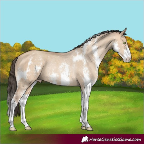 Horse Color:Amber Champagne Dun Sabino Rabicano 