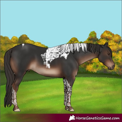 Horse Color:Liver Chestnut Tobiano 