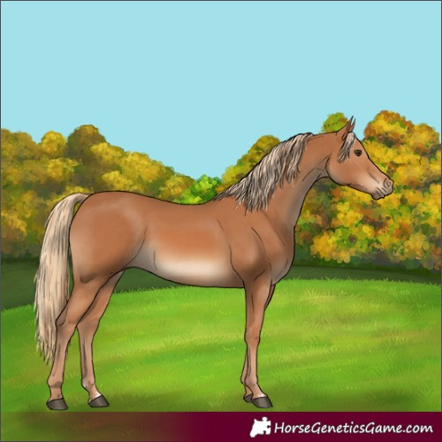Horse Color:Chestnut and Chestnut